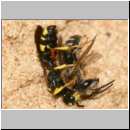 Cerceris rybyensis - Knotenwespe 31 mit Lasioglossum sexstrigatum - Furchenbiene.jpg